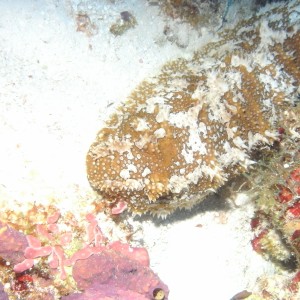 Reef Stonefish (Cozumel 2012)