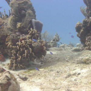 Smooth Trunkfish (Cozumel 2012)