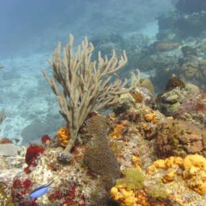 Scattered Pore Rope Sponge (Cozumel 2012)