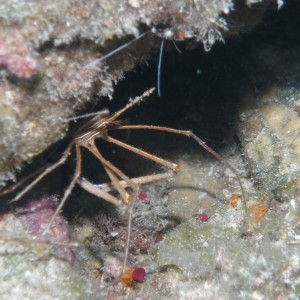 Yellow Line Arrow Crab