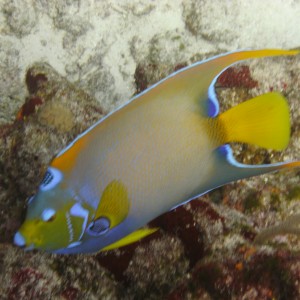 Queen Angelfish (Cozumel 2012)