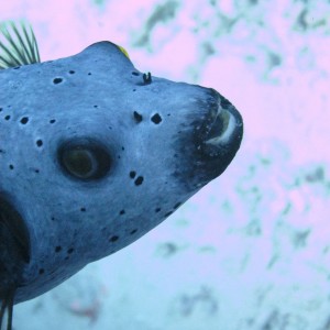 Black Spotted Puffer Fish