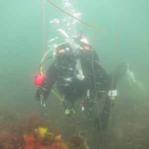 Crab_Row_Port_Erin_036