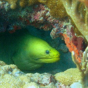 moray