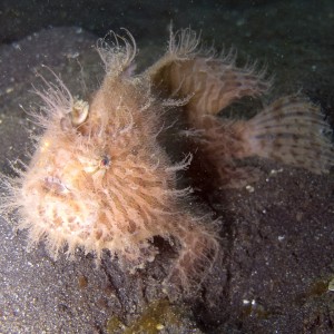 Hairy frogfish, Lembeh