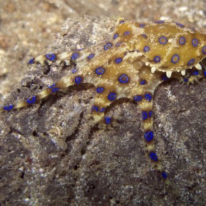Blue ringed octopus, Lembeh