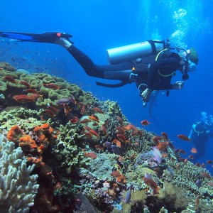 Divers_and_coral