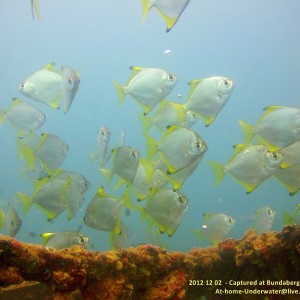 Art Reef Dec 12 Bundaberg