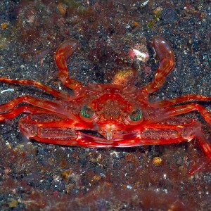 Crab111