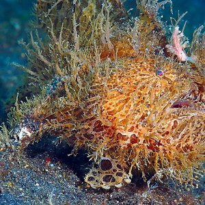 Hairy_Frogfish