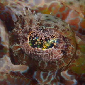 Eye_of_crocfish