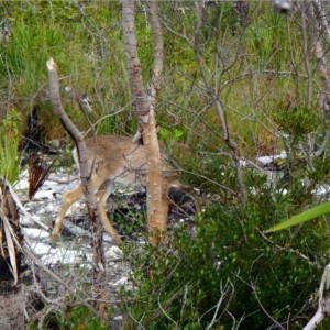 Big Pine Key 01-26-2013