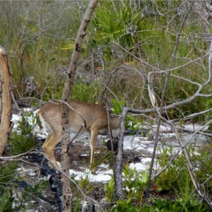 Big Pine Key 01-26-2013