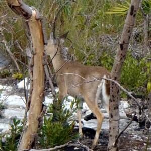 Big Pine Key 01-26-2013