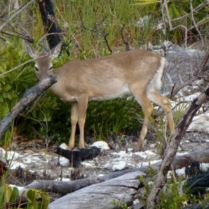 Big Pine Key 01-26-2013