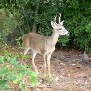 Big Pine Key 01-26-2013