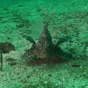 Octopus Rock & Lima Island South, Musandam