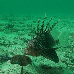 Octopus Rock & Lima Island South, Musandam