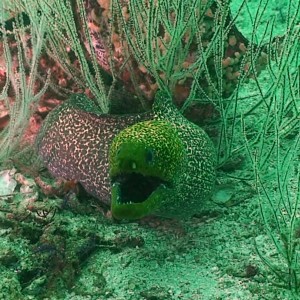 Octopus Rock & Lima Island South, Musandam