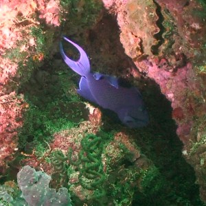 Octopus Rock & Lima Island South, Musandam