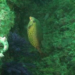 Octopus Rock & Lima Island South, Musandam