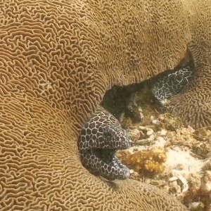 Octopus Rock & Lima Island South, Musandam