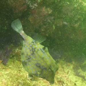 Octopus Rock & Lima Island South, Musandam