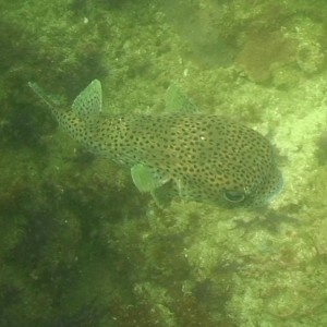 Octopus Rock & Lima Island South, Musandam