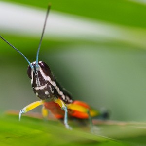 Grasshoper_2