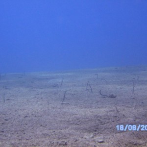 Red Sea, Eilat