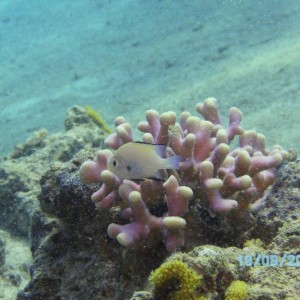 Red Sea, Eilat
