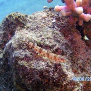 Red Sea, Eilat