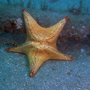 BHB_Starfish_small