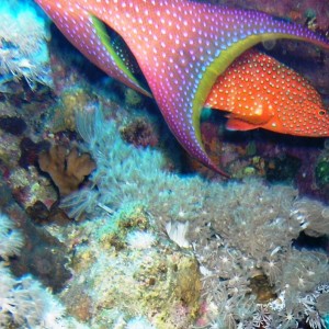Red Sea-Moon Grouper with Coral Grouper