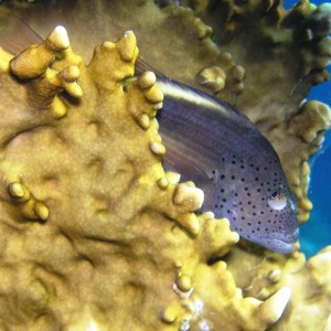 Foster´s hawkfish-Red Sea