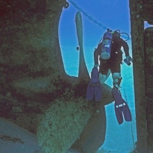 Kittiwake