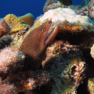 Goldentail_Moray3