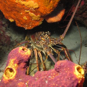 Lobster_22