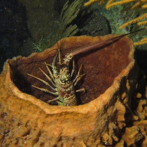 Lobster_in_Sponge