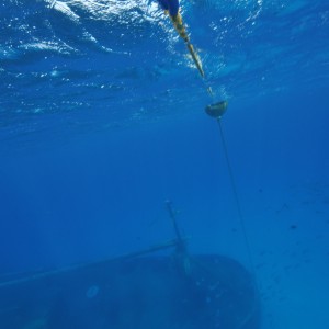 Kittiwake