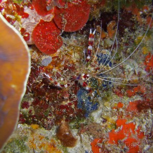 Cozumel Banded Coral Shrimp