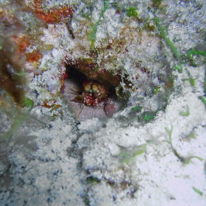 Cozumel Mantis Shrimp