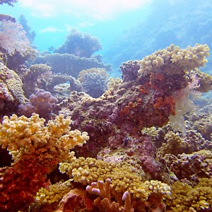 Coral canyon, Fiji