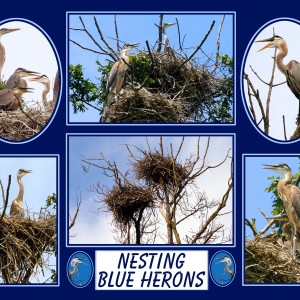 NESTING_BLUE_HERONS_11-14_4