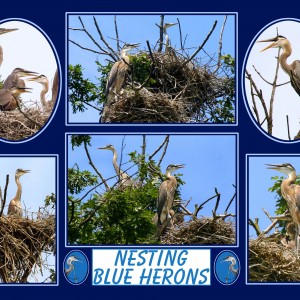 BLUE_HERON_12-18