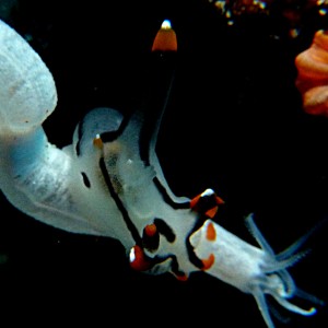 Nudibranch: Thecacera picta
