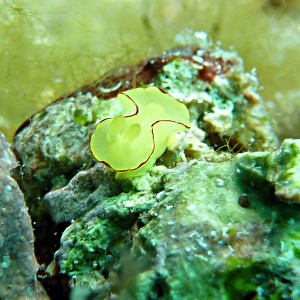 Nudibranch: Diversidoris flava