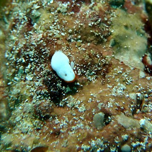Nudibranch: Who am I? Please let me know :-)