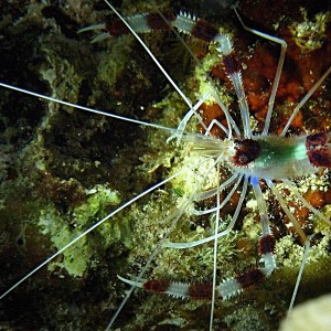 Banded Coral Shrimp: Stenopus hispidus