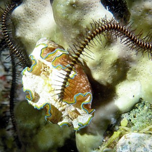 Nudibranch: Glossodoris cincta